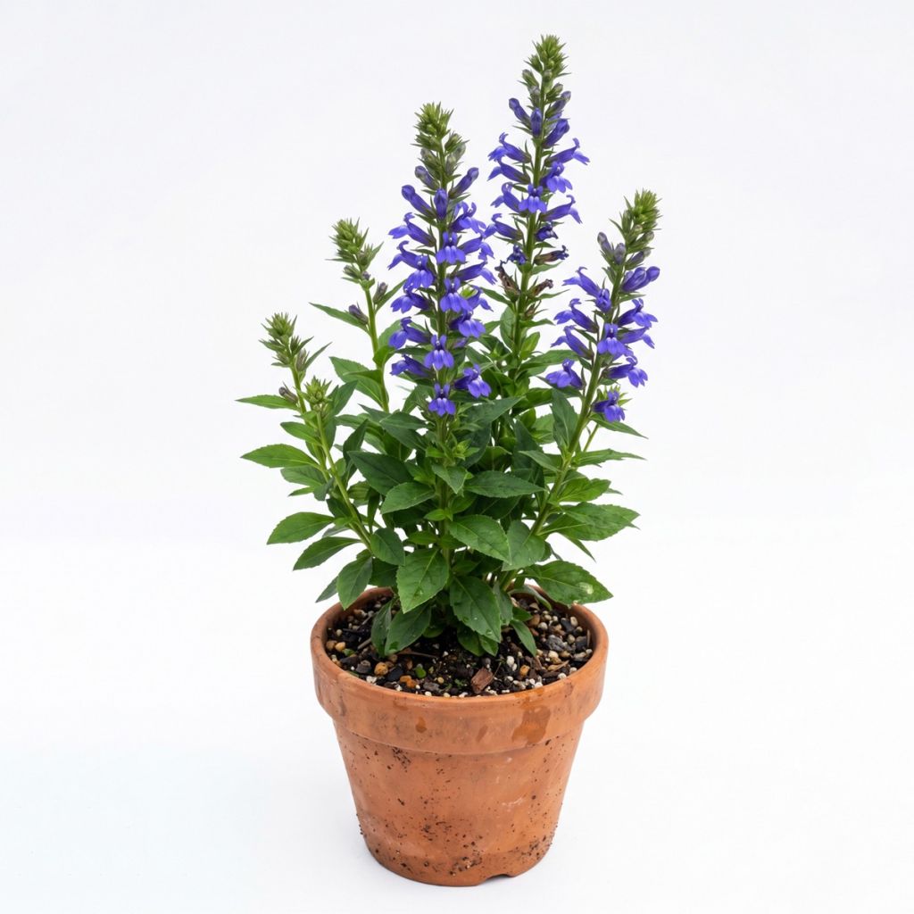 Lobelia bleu