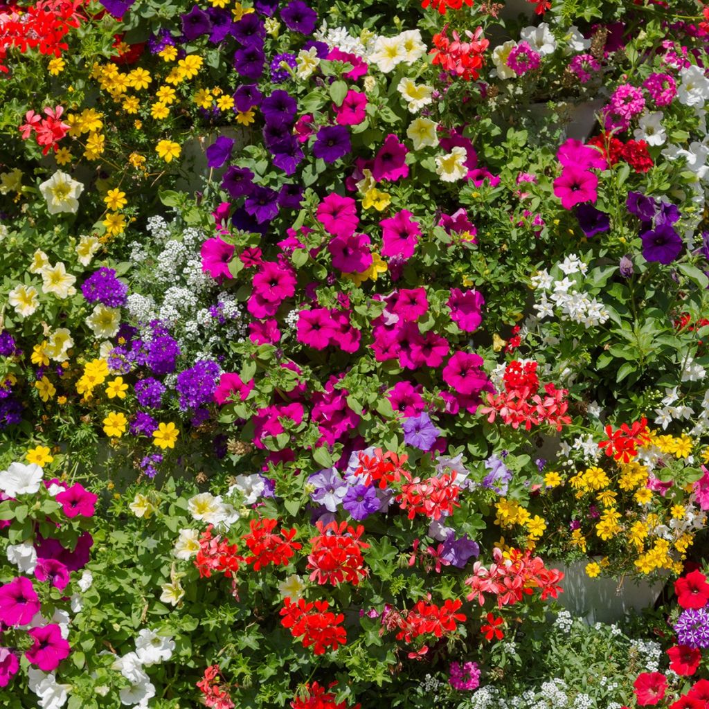 Pétunia à massif Mix