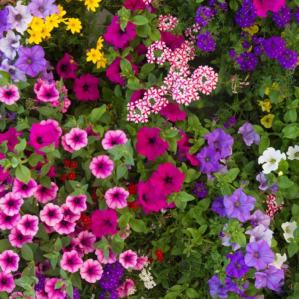 Pétunia à massif Mix