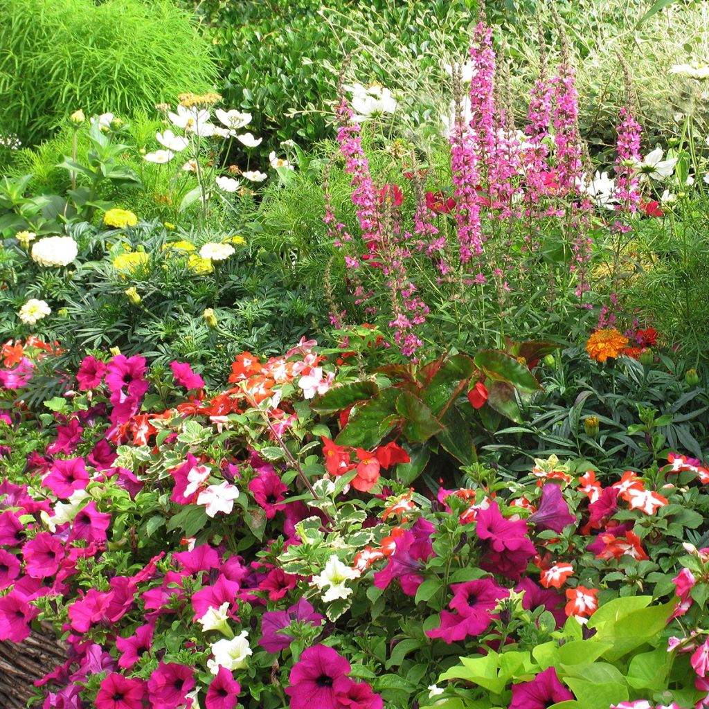 Pétunia à massif Mix