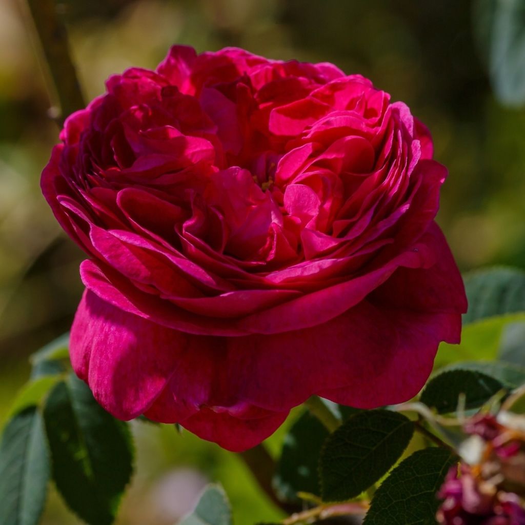 Rosier ancien à fleurs pourpres