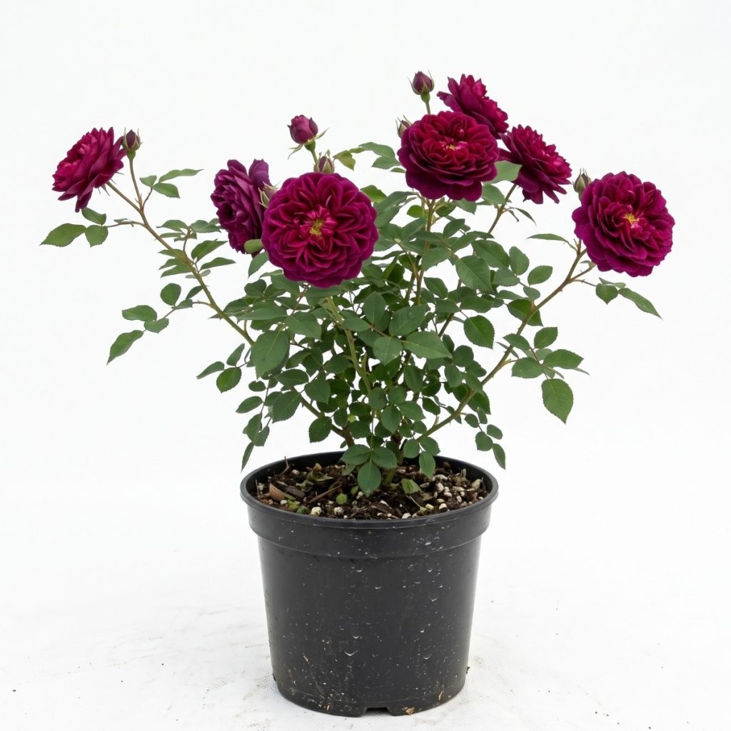 Rosier ancien à fleurs pourpres