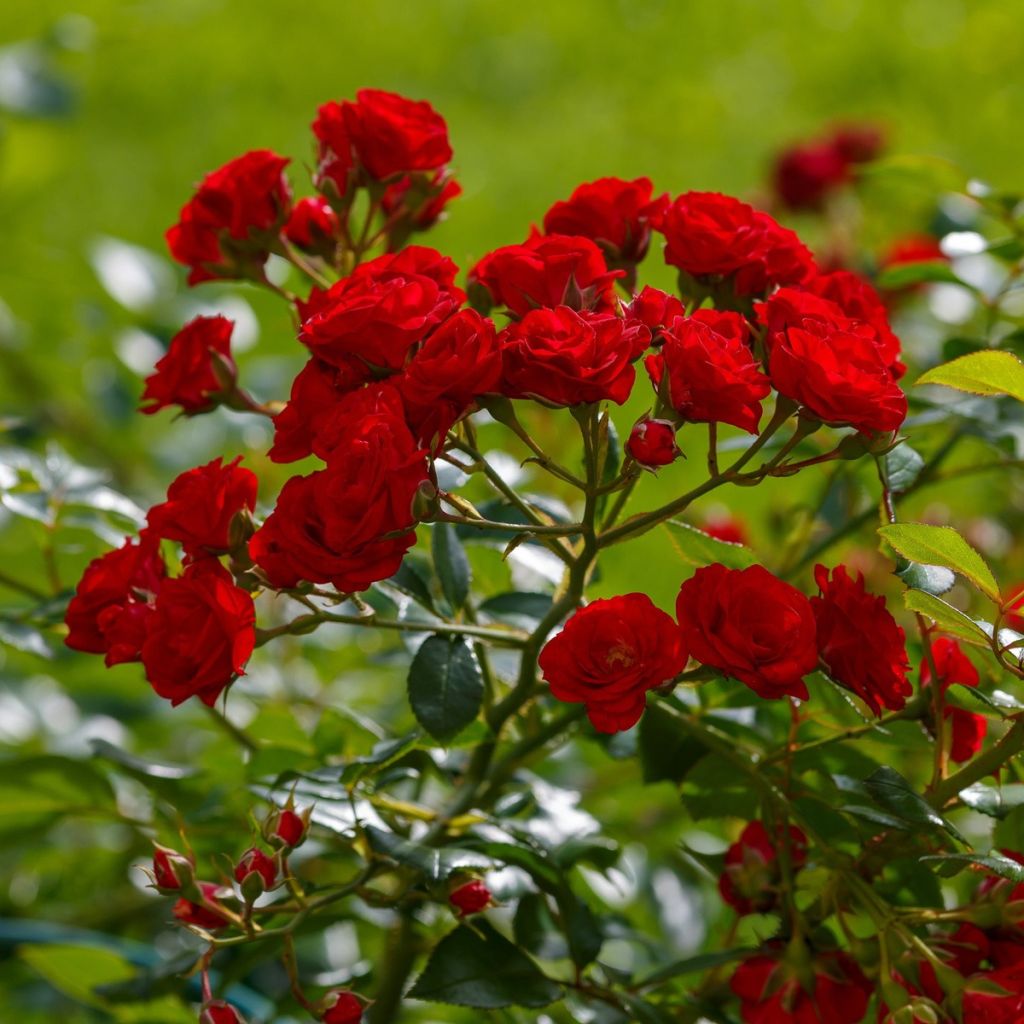Rosier buisson à fleurs groupées rouges