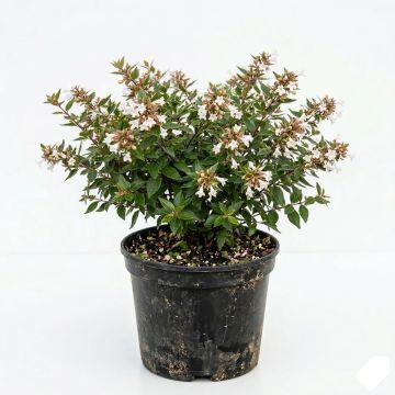 Abélia à fleurs blanches