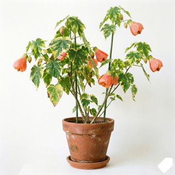 Abutilon Souvenir de Bonn