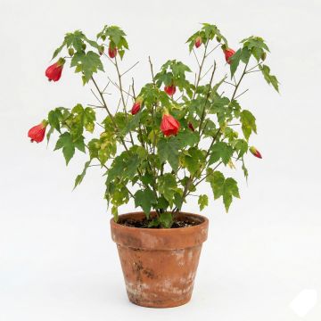 Abutilon rouge