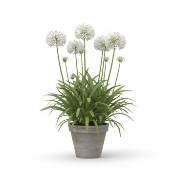 Agapanthe - Agapanthus africanus Albus