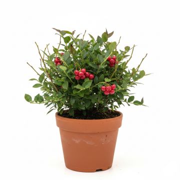 Airelle rouge Red Pearl - Vaccinium vitis-idaea