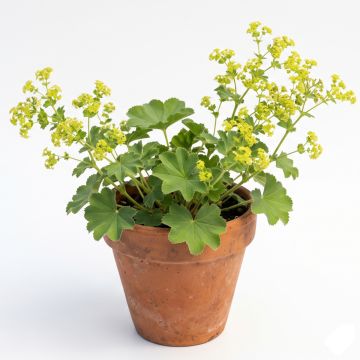 Alch&eacute;mille commune - Alchemilla mollis