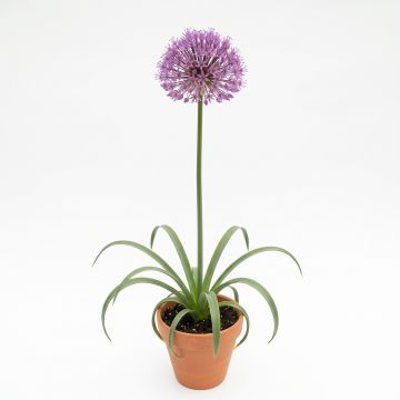 Ail d'ornement - Allium Miami