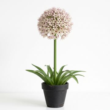 Allium des Indes