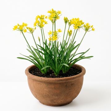 Allium doré