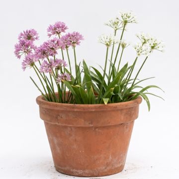 Allium &agrave; petites fleurs en m&eacute;lange
