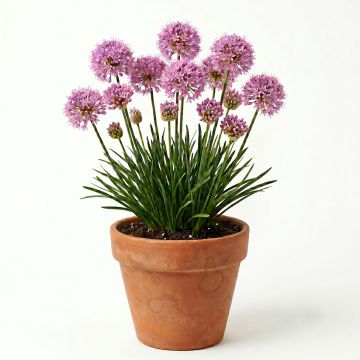 Ail d'ornement - Allium Lavender Bubbles