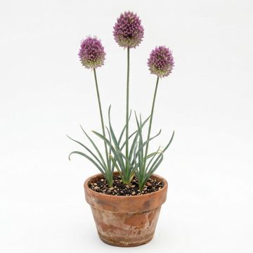 Allium à têtes rondes