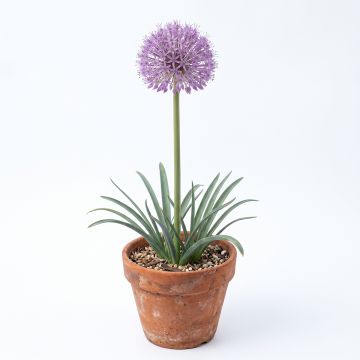 Allium Christophii ou Albopilosum