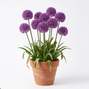 Ail d'ornement - Allium Serendipity