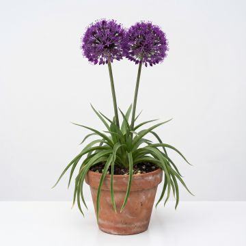 Allium Aflatunense Purple Sensation