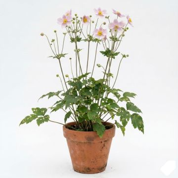 Anémone japonaise Hadspen Abundance