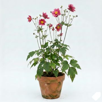 Anémone hupehensis var. japonica Prinz Heinrich