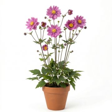 Anémone hupehensis var. japonica Prinz Heinrich