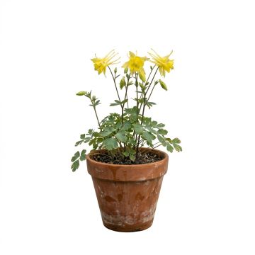 Ancolie jaune