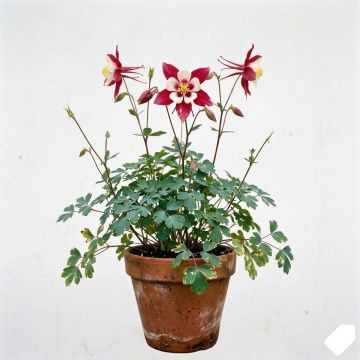 Ancolie rouge et blanche