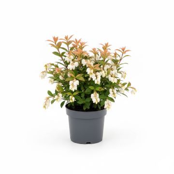 Pieris Debutante - Andromède du Japon