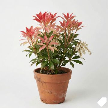 Andromède du Japon blanc