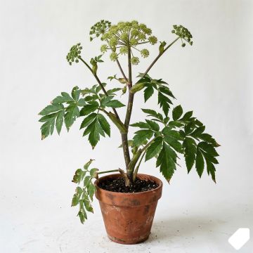 Angélique officinale - Angelica archangelica