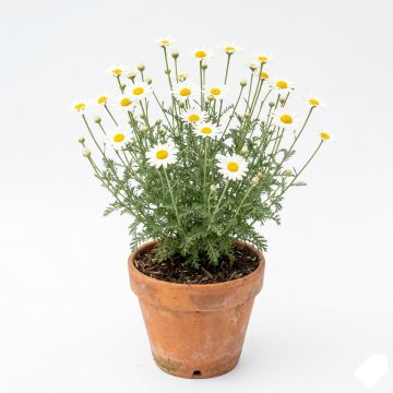 Anthemis tinctoria Sauce Hollandaise - Fausse Camomille