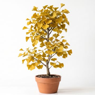 Arbre aux quarante écus