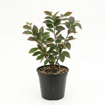 Parrotia persica Bella - Arbre de fer