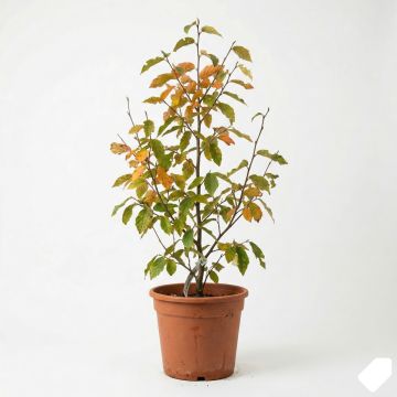 Parrotia persica Vanessa - Arbre de fer