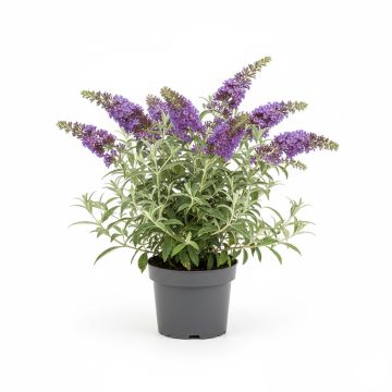 Buddleia Blue Chip cov en Godet de 9cm