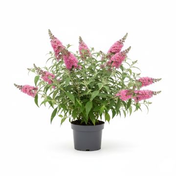 Arbre à papillons rose