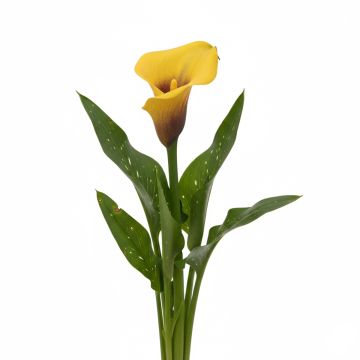 Arum ou Calla jaune à gorge noir - Zantedeschia Black Magic