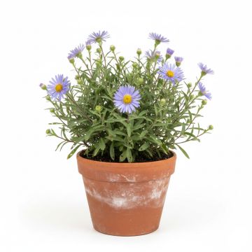 Aster alpinus Blue Beauty - Aster des Alpes bleu clair