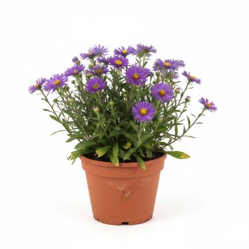 Aster alpinus Dunkle Schöne - Aster des Alpes bleu