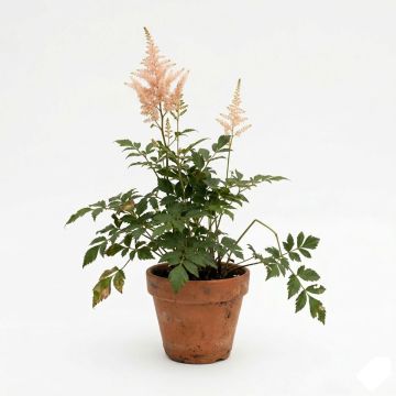 Astilbe japonica Peach Blossom - Astilbe du Japon Peach Blossom