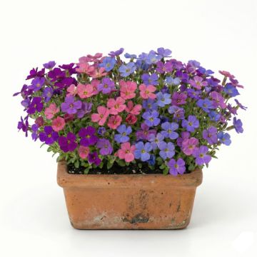 Aubrieta T&M Mixed Hybrids 