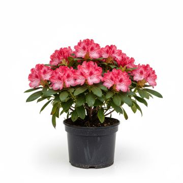 Azalée du Japon rose tendre