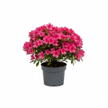 Azalée du Japon rose vif