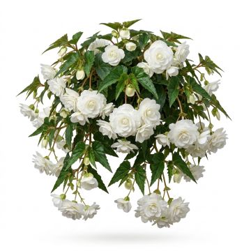 Bégonia retombant blanc