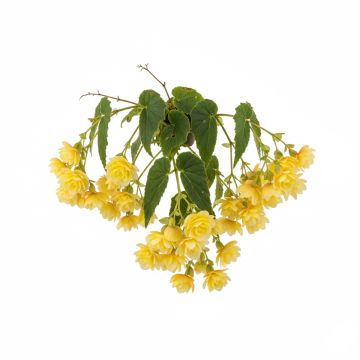 Bégonia retombant jaune