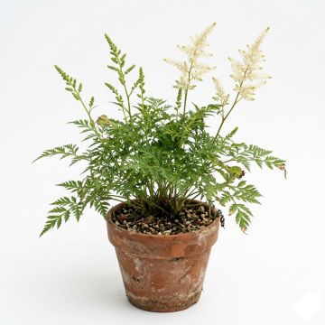 Aruncus aethusifolius - Barbe de Bouc naine