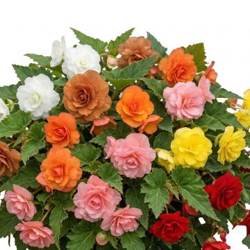 Begonia Non Stop en mélange