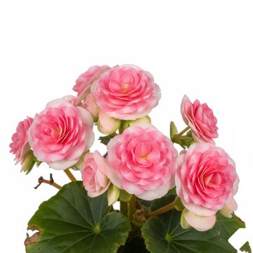 Begonia Bouton de Rose - Bégonia double