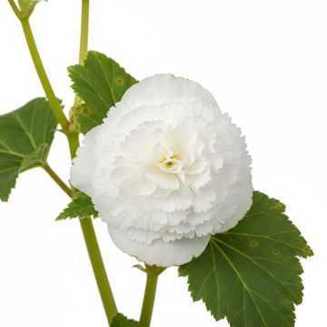 Begonia frisé blanc