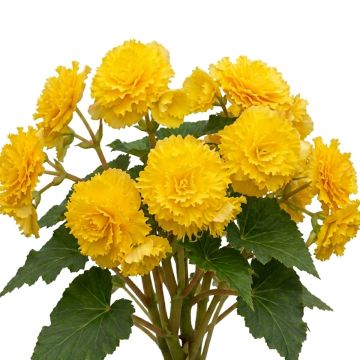 Begonia frisé jaune
